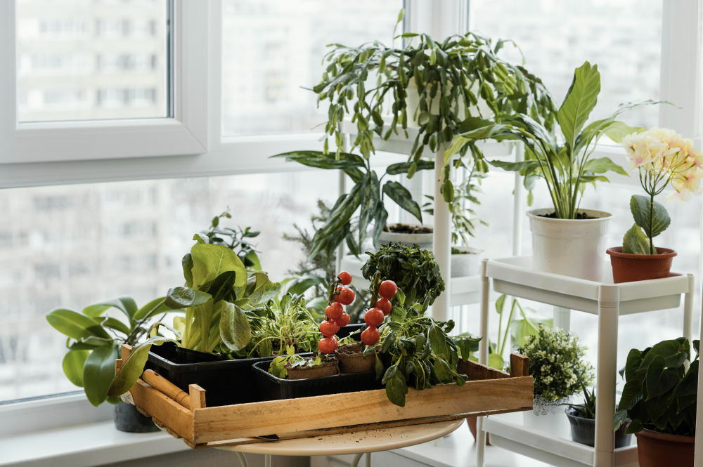 The Best Houseplants for Interior Design edible plants