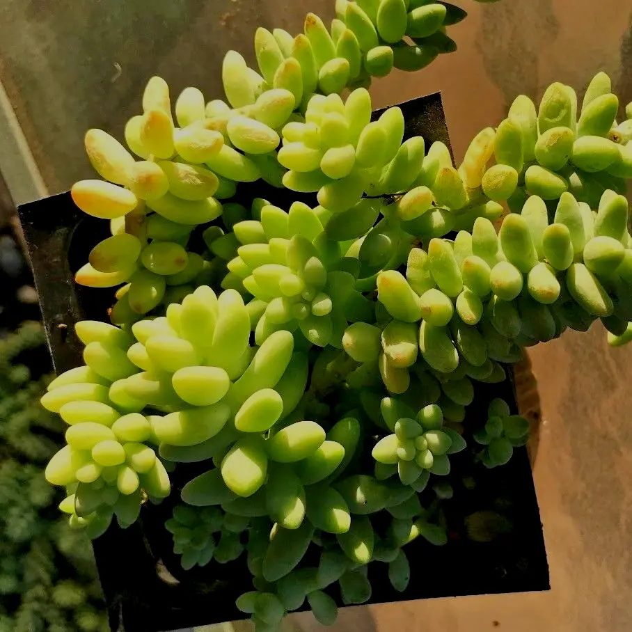The Best Houseplants for Interior Design burro's tail