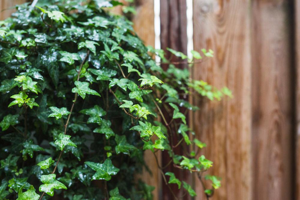 The Best Houseplants for Interior Design english ivy