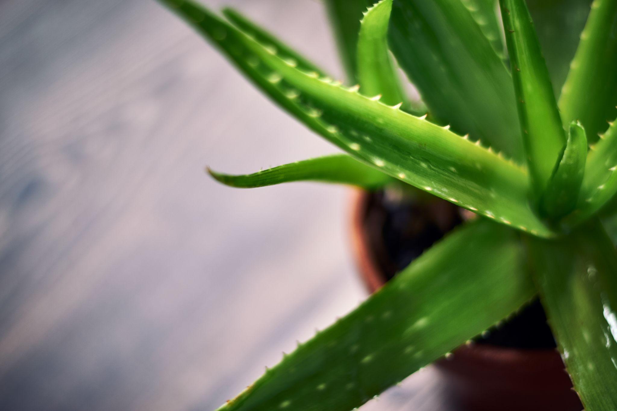 The Best Houseplants for Interior Design aloe vera