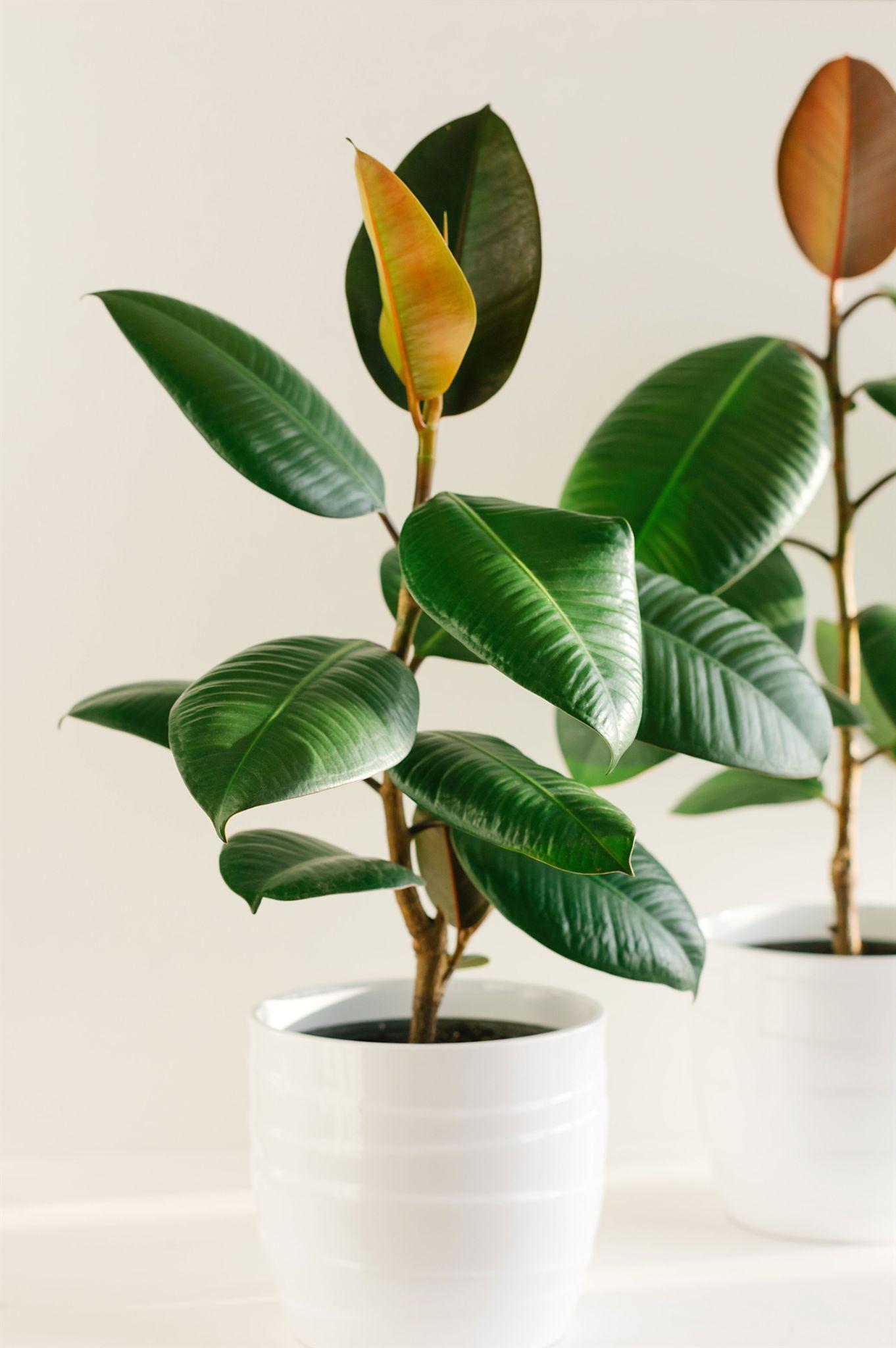 The Best Houseplants for Interior Design rubber plant
