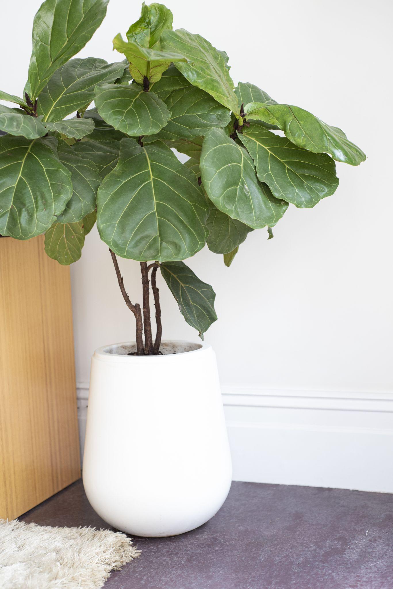 The Best Houseplants for Interior Design Fiddle Leaf Fig
