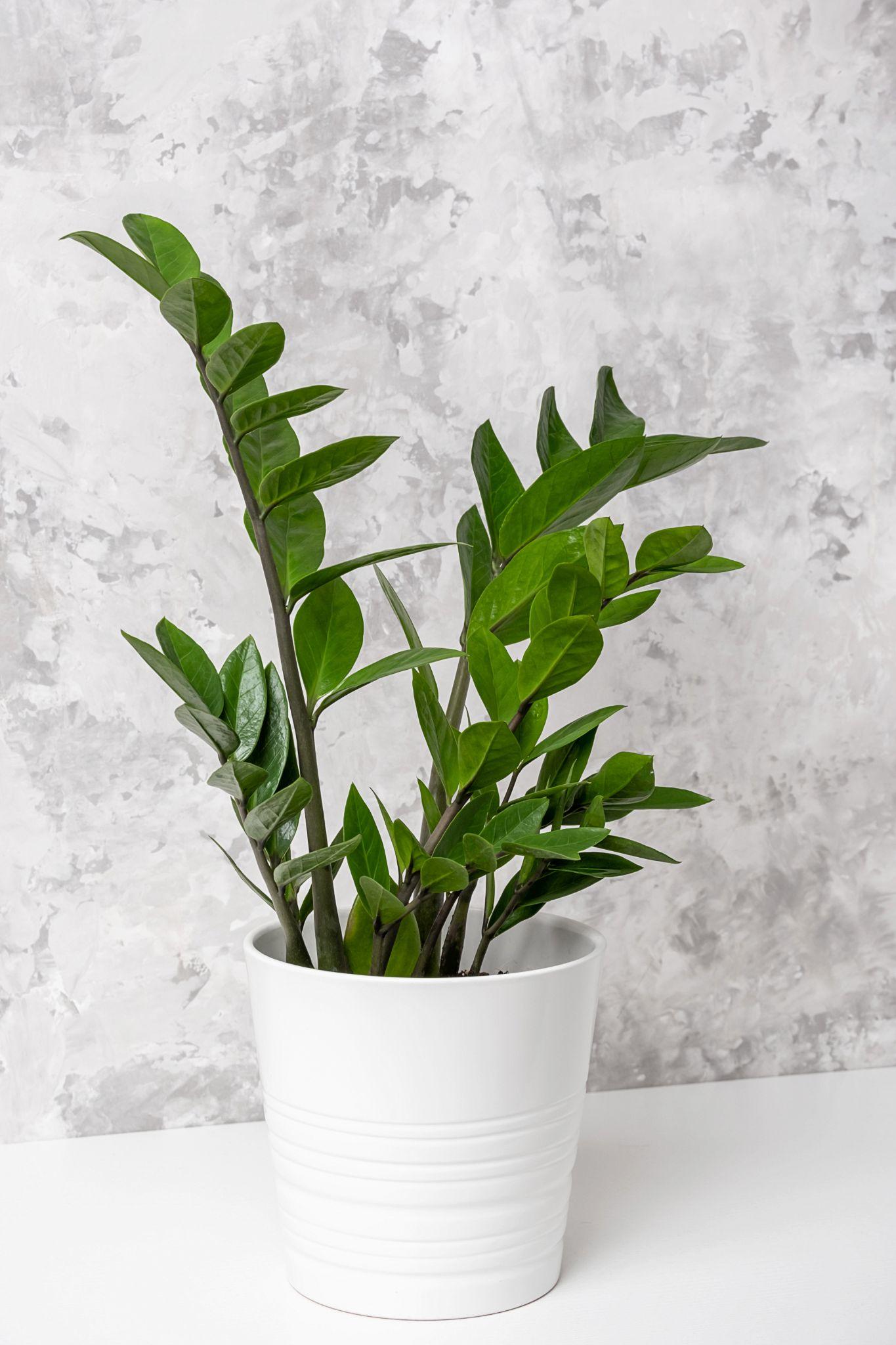 The Best Houseplants for Interior Design zz plant