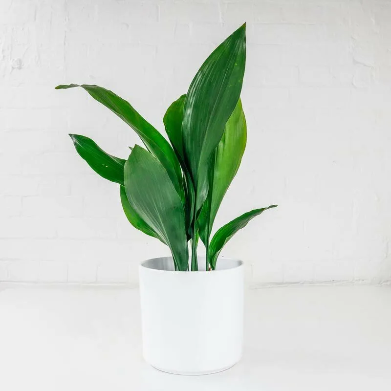 The Best Houseplants for Interior Design cast iron plant